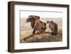 Whitebacked vultures (Gyps africanus), Zimanga private game reserve, KwaZulu-Natal-Ann and Steve Toon-Framed Photographic Print