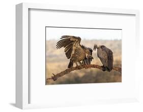 Whitebacked vultures (Gyps africanus), Zimanga private game reserve, KwaZulu-Natal-Ann and Steve Toon-Framed Photographic Print