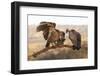 Whitebacked vultures (Gyps africanus), Zimanga private game reserve, KwaZulu-Natal-Ann and Steve Toon-Framed Photographic Print