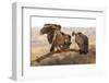 Whitebacked vultures (Gyps africanus), Zimanga private game reserve, KwaZulu-Natal-Ann and Steve Toon-Framed Photographic Print