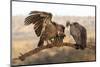 Whitebacked vultures (Gyps africanus), Zimanga private game reserve, KwaZulu-Natal-Ann and Steve Toon-Mounted Photographic Print