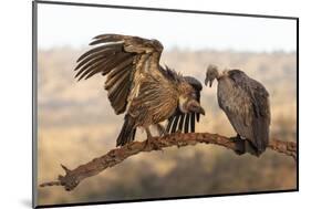 Whitebacked vultures (Gyps africanus), Zimanga private game reserve, KwaZulu-Natal-Ann and Steve Toon-Mounted Photographic Print