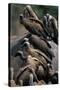 Whitebacked Vultures Sitting on Dead Elephant-Paul Souders-Stretched Canvas