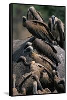 Whitebacked Vultures Sitting on Dead Elephant-Paul Souders-Framed Stretched Canvas