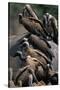 Whitebacked Vultures Sitting on Dead Elephant-Paul Souders-Stretched Canvas