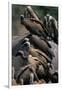 Whitebacked Vultures Sitting on Dead Elephant-Paul Souders-Framed Photographic Print