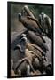 Whitebacked Vultures Sitting on Dead Elephant-Paul Souders-Framed Photographic Print