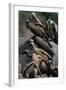 Whitebacked Vultures Sitting on Dead Elephant-Paul Souders-Framed Photographic Print