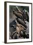 Whitebacked Vultures Sitting on Dead Elephant-Paul Souders-Framed Photographic Print