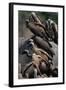 Whitebacked Vultures Sitting on Dead Elephant-Paul Souders-Framed Photographic Print