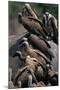 Whitebacked Vultures Sitting on Dead Elephant-Paul Souders-Mounted Photographic Print