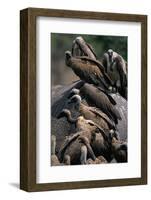 Whitebacked Vultures Sitting on Dead Elephant-Paul Souders-Framed Photographic Print