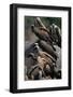 Whitebacked Vultures Sitting on Dead Elephant-Paul Souders-Framed Photographic Print