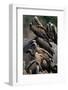 Whitebacked Vultures Sitting on Dead Elephant-Paul Souders-Framed Photographic Print