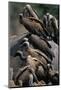 Whitebacked Vultures Sitting on Dead Elephant-Paul Souders-Mounted Photographic Print