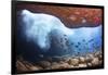 Whitebar surgeonfish school in underwater cave, Hawaii-David Fleetham-Framed Photographic Print