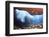 Whitebar surgeonfish school in underwater cave, Hawaii-David Fleetham-Framed Photographic Print