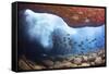 Whitebar surgeonfish school in underwater cave, Hawaii-David Fleetham-Framed Stretched Canvas