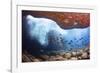 Whitebar surgeonfish school in underwater cave, Hawaii-David Fleetham-Framed Photographic Print