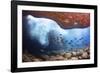 Whitebar surgeonfish school in underwater cave, Hawaii-David Fleetham-Framed Photographic Print