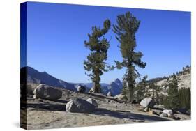 Whitebark Pine (Pinus Albicaulis) and Granite Boulders in Yosemite National Park, California, USA-Mark Taylor-Stretched Canvas