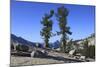 Whitebark Pine (Pinus Albicaulis) and Granite Boulders in Yosemite National Park, California, USA-Mark Taylor-Mounted Photographic Print