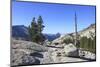 Whitebark Pine (Pinus Albicaulis) and Granite Boulders, Yosemite National Park, California, USA-Mark Taylor-Mounted Photographic Print