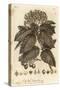Whitebeam, Sorbus Aria., 1776 (Engraving)-Johann Sebastien Muller-Stretched Canvas