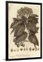 Whitebeam, Sorbus Aria., 1776 (Engraving)-Johann Sebastien Muller-Framed Giclee Print