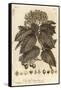 Whitebeam, Sorbus Aria., 1776 (Engraving)-Johann Sebastien Muller-Framed Stretched Canvas