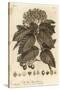 Whitebeam, Sorbus Aria., 1776 (Engraving)-Johann Sebastien Muller-Stretched Canvas