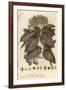 Whitebeam, Sorbus Aria., 1776 (Engraving)-Johann Sebastien Muller-Framed Giclee Print