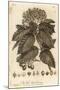 Whitebeam, Sorbus Aria., 1776 (Engraving)-Johann Sebastien Muller-Mounted Giclee Print