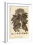 Whitebeam, Sorbus Aria., 1776 (Engraving)-Johann Sebastien Muller-Framed Giclee Print