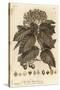 Whitebeam, Sorbus Aria., 1776 (Engraving)-Johann Sebastien Muller-Stretched Canvas