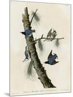 Whitebreasted Black Capped Nuthatch-null-Mounted Giclee Print