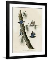 Whitebreasted Black Capped Nuthatch-null-Framed Giclee Print