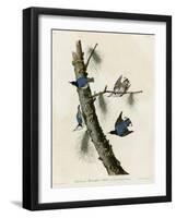 Whitebreasted Black Capped Nuthatch-null-Framed Giclee Print