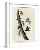 Whitebreasted Black Capped Nuthatch-null-Framed Giclee Print