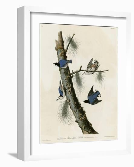 Whitebreasted Black Capped Nuthatch-null-Framed Giclee Print