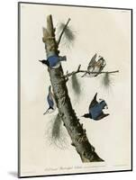 Whitebreasted Black Capped Nuthatch-null-Mounted Giclee Print