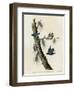 Whitebreasted Black Capped Nuthatch-null-Framed Giclee Print