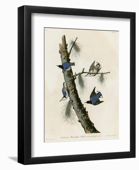 Whitebreasted Black Capped Nuthatch-null-Framed Premium Giclee Print