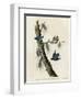 Whitebreasted Black Capped Nuthatch-null-Framed Premium Giclee Print