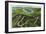 Whiteface Mountain, New York - Aerial View of the Whiteface Mt Memorial Hwy-Lantern Press-Framed Art Print