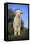 Whitefaced Lamb in the Pasture-DLILLC-Framed Stretched Canvas