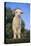 Whitefaced Lamb in the Pasture-DLILLC-Stretched Canvas