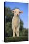 Whitefaced Lamb in the Pasture-DLILLC-Stretched Canvas