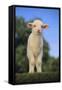 Whitefaced Lamb in the Pasture-DLILLC-Framed Stretched Canvas