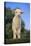 Whitefaced Lamb in the Pasture-DLILLC-Stretched Canvas